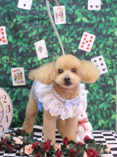 20250404のえるくん